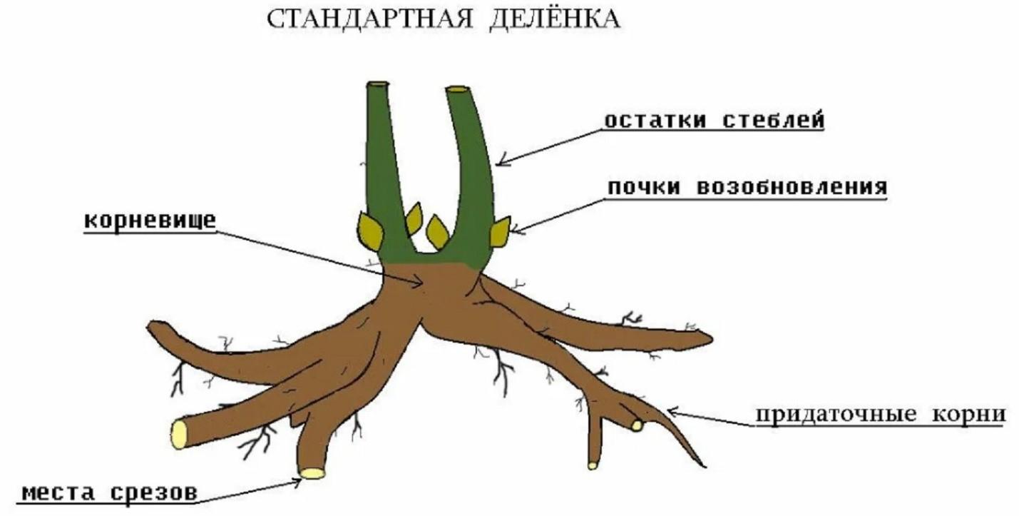 Пион молочноцветковый Феликс Краузе (Felix Crousse): описание, фото, отзывы