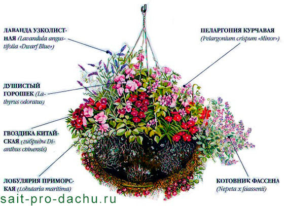 Радуга в корзине: сажаем ампельные садовые цветы