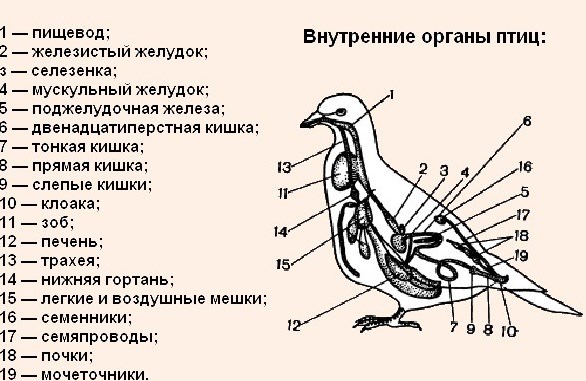 Как лечить болезнь голубей вертячку