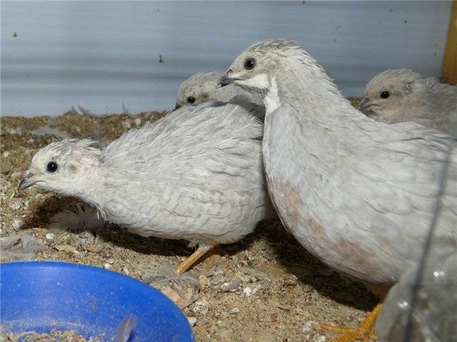 Каких перепелов лучше разводить начинающим