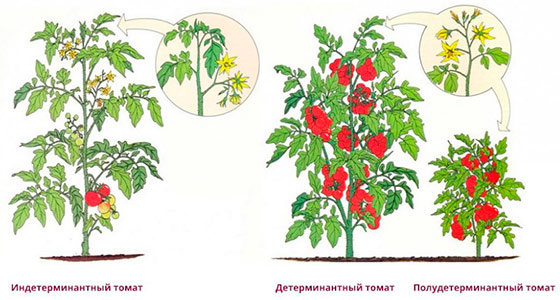 Особенности детерминантных томатов