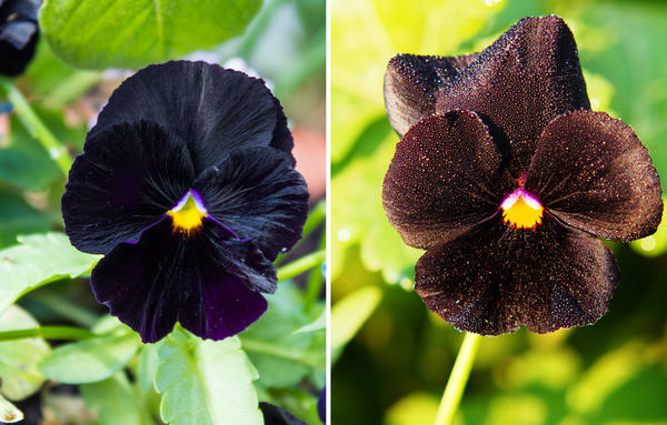 Виолы с темными цветками. Слева: сорт Black Moon. Справа: сорт Black King