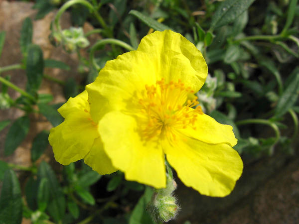 Солнцецвет монетчатый (Helianthemum nummularium)