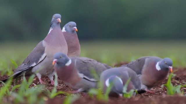 Голубь витютень (вяхирь): описание, фото