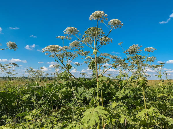 А вот от борщевика Сосновского (Heracleum sosnowskyi) лучше держаться подальше