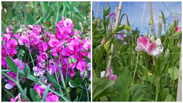 Чина широколистная (Lathyrus latifolius) и ч. душистая (L. odoratus)