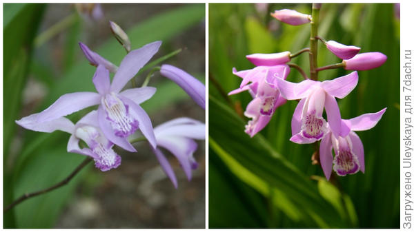 Блетилла складчатая Soryu. Фото с сайта plantdelights.com. Блетилла складчатая Pink. Фото с сайта phytesia-orchids.com