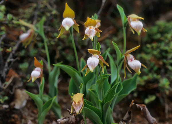 Cypripedium plectrochilon