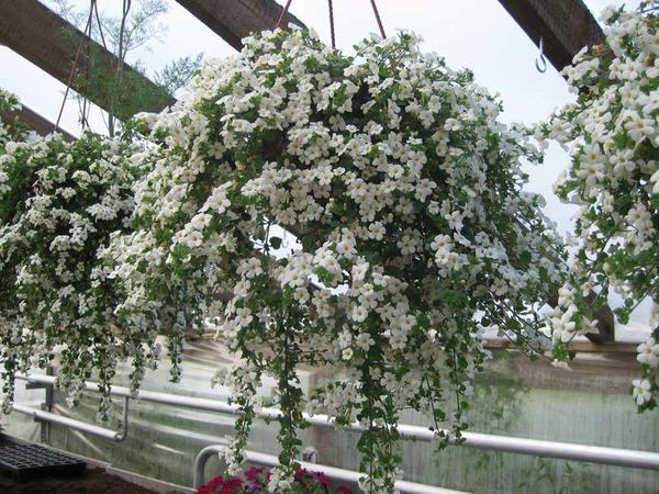 Хеностома сердцевидная Great White. Фото © Славянская усадьба, flower.onego.ru