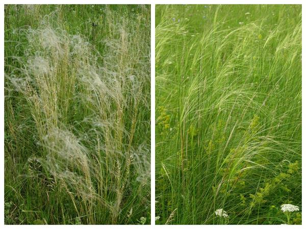 Ковыли: перистый (Stipa pennata) - слева и волосатик, или тырса (Stipa capillata) - справа