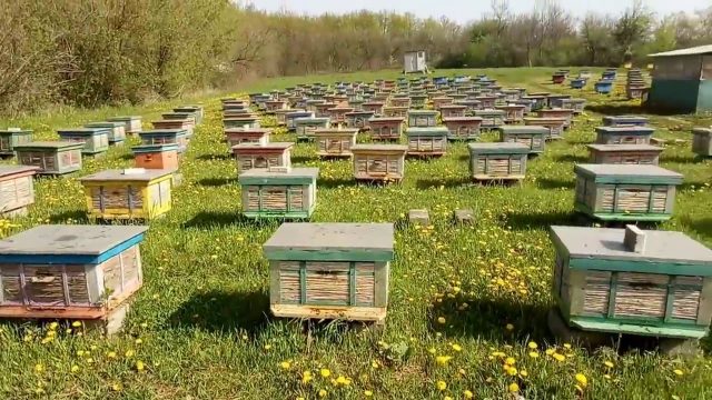 Промышленное пчеловодство