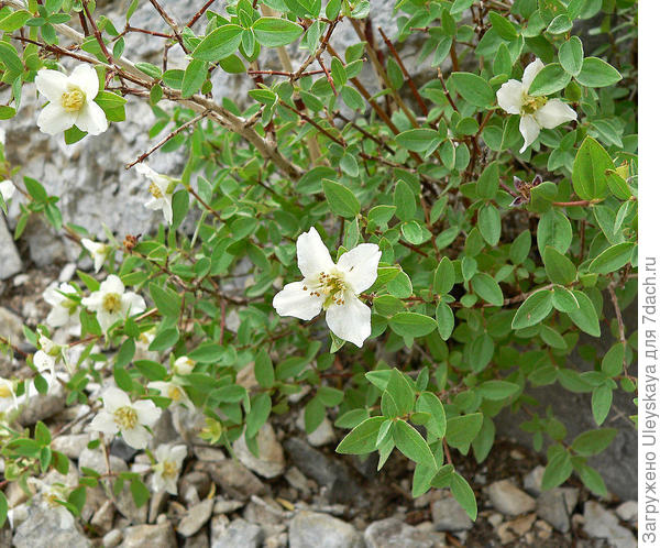 Чубушник мелколистный (Philadelphus microphyllus). Фото с сайта ru.wikipedia.org