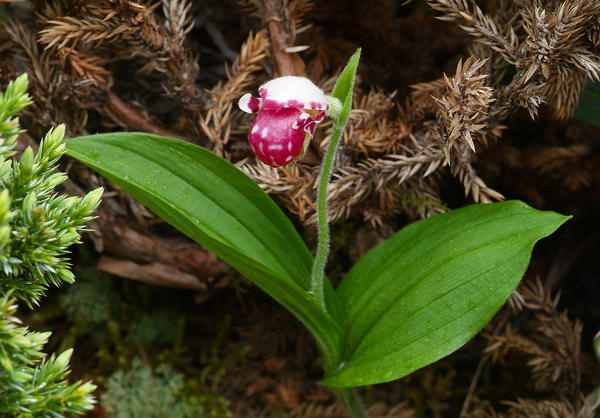 Башмачок крапчатый (Cypripedium guttatum)