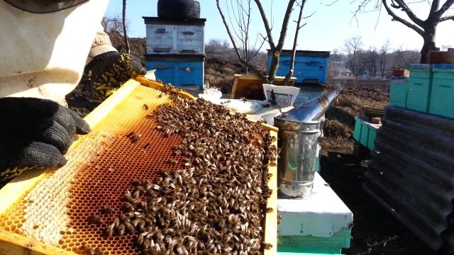 Работы на пасеке в августе, сентябре