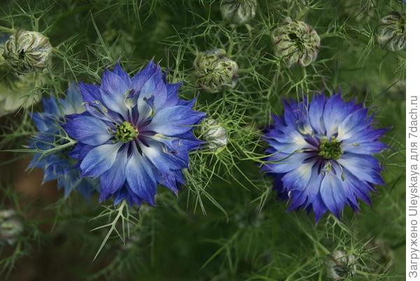 Нигелла дамасская. Фото с сайта chilternseeds.co.u