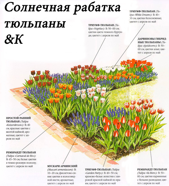 Схема оформления рабатки с тюльпанами