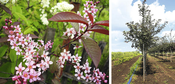 Черемуха обыкновенная Colorata. Фото: © ruspitomniki.ru