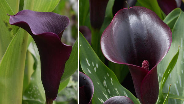 Каллы с темными цветками. Слева: сорт Black forest. Справа: сорт Odessa