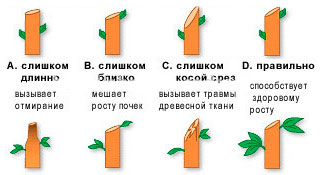 Как весной ухаживать за садовыми деревьями в Сибири