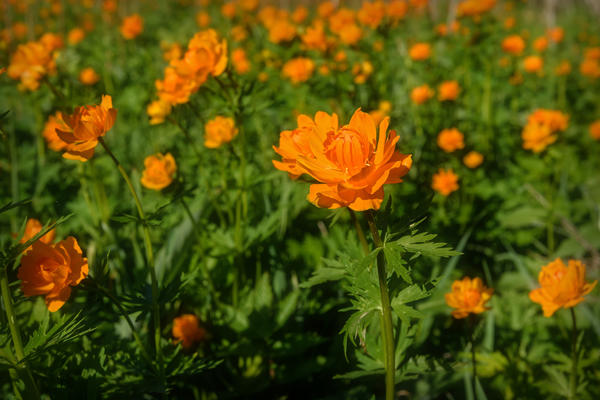 Купальница азиатская (Trollius asiaticus)