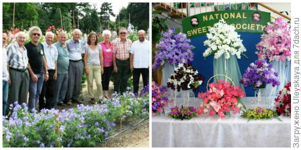 Представители этого общества. Выставка душистого горошка. Фото с сайта sweetpeas.org.uk