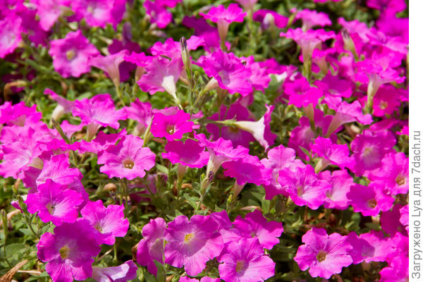 Петунии (Petunia hybrida)