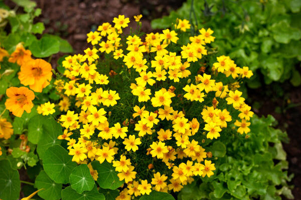 Однолетние растения с желтыми цветками: 14 видов в солнечных оттенках