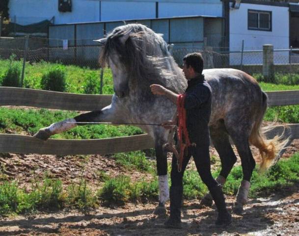 Андалузская лошадь