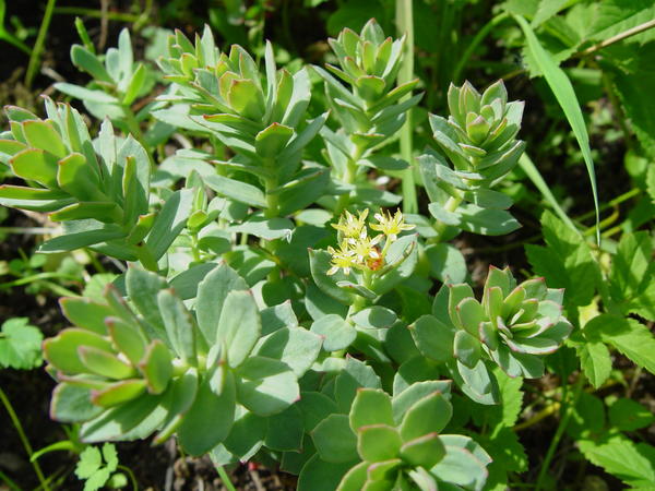 Родиола иремельская (Rhodiola iremelica)