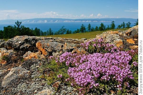 Тимьян в скалистой местности