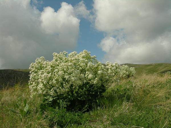 Катран степной, или татарский (Crambe tatarica)