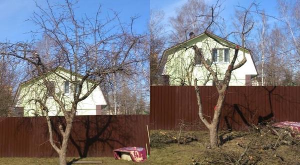 Вот так примерно может выглядеть яблоня после сильной омолаживающей обрезки, фото с сайта supersadovnik.ru