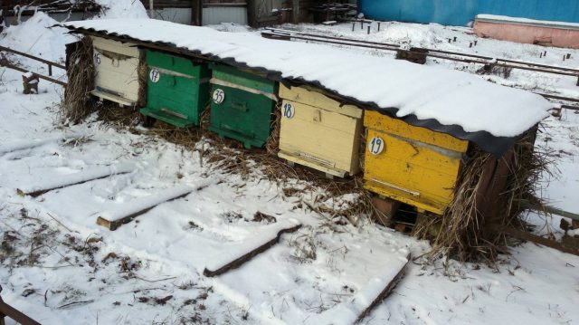 Как зимуют пчелы в пластиковых ульях