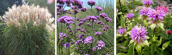 Miscanthus-gracillimus, Verbena bonariensis, Monarda diduma