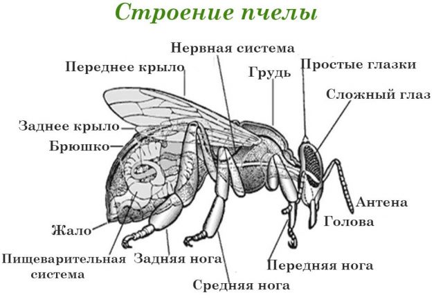 Как выглядит пчела