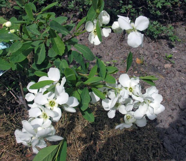 Exochorda х macrantha &amp;amp;amp;amp;amp;amp;amp;amp;amp;#39;The Bride&amp;amp;amp;amp;amp;amp;amp;amp;amp;#39; - пока еще редкое для наших садов растение