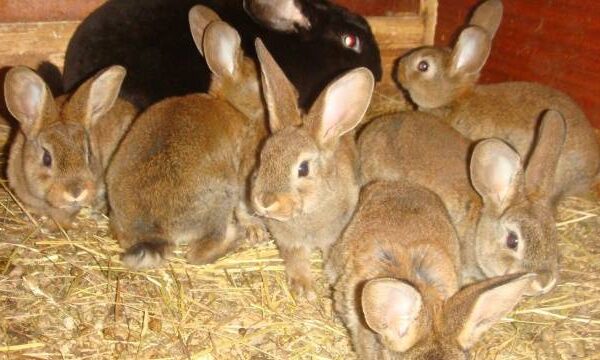Миксоматоз у кроликов: причины, лечение