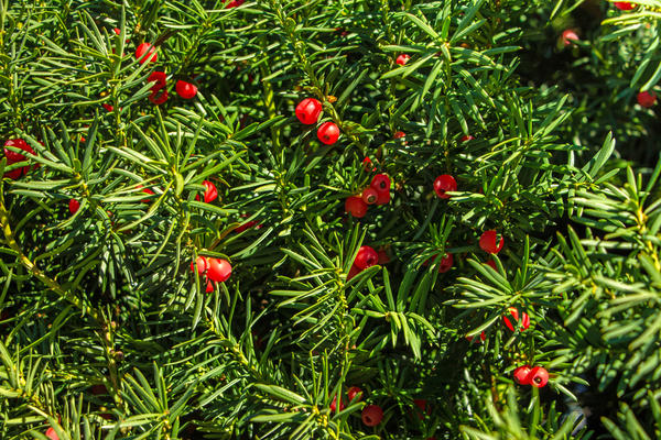 Тис ягодный (Taxus baccata)