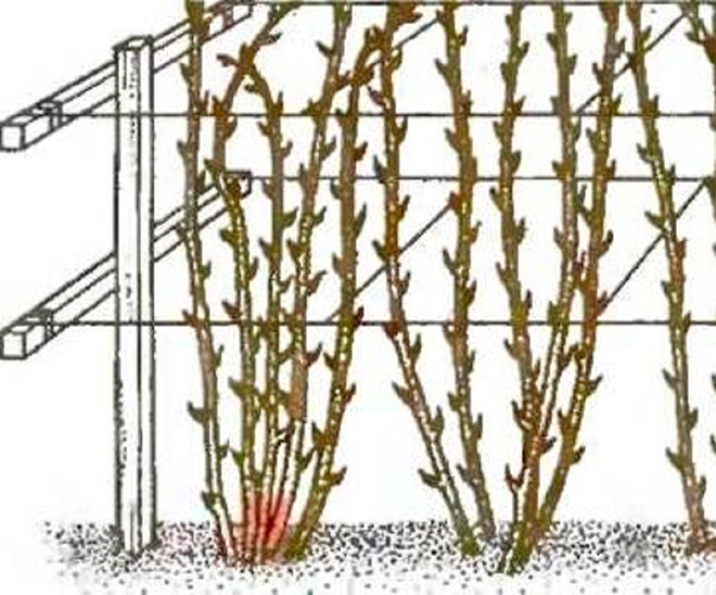 Как правильно подвязывать малину весной легко и быстро