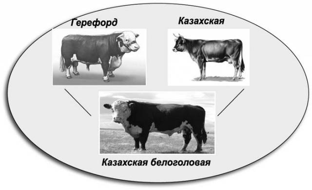 Содержание казахских белоголовых коров