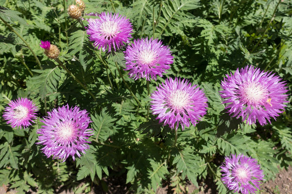 Василек подбеленный (Centaurea dealbata)