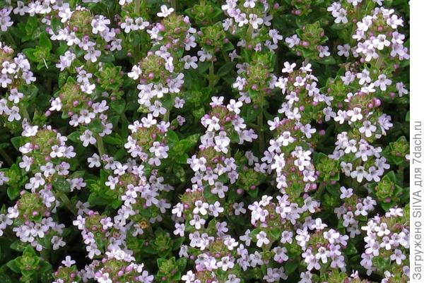 Thymus vulgaris