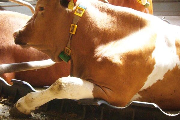 Болезни суставов у коров и их лечение