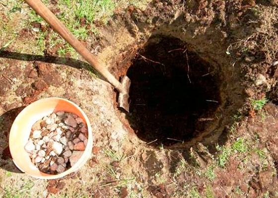 Как правильно сажать плодовые деревья в глинистые почвы