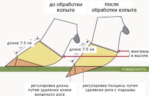 Лечение болезней копыт у коров