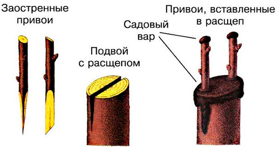 Преимущества и способы летней прививки плодовых деревьев