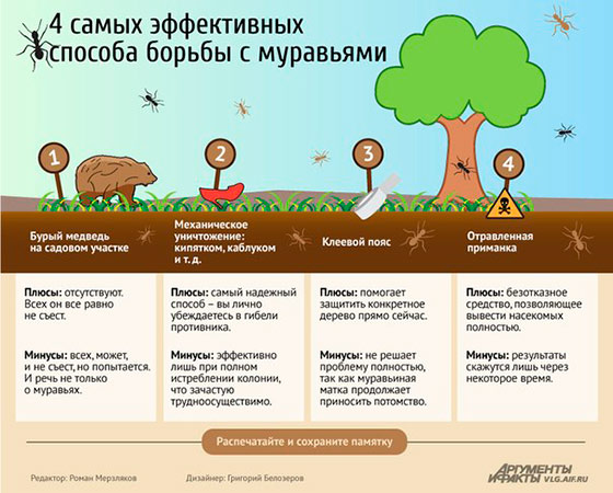 Народные и химические средства для защиты плодовых деревьев от муравьев