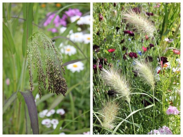 Злаки: просо фиолетовое (Panicum violaceum) слева и пенисетум сизый (Pennisetum villosum) справа