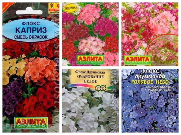 Пестрые однолетние флоксы. Фото с сайта seedspost.ru