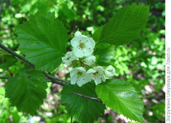 Боярышник круглолистный, фото сайта gobotany.newenglandwild.org